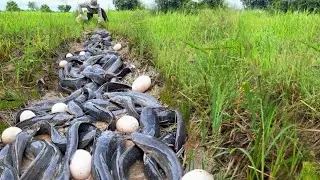 OMG Wow unique  -Farmers catch a lot of fish and collect duck eggs in the fields.