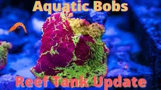 Reef Tank Update - Coral growth and color - Aquatic Bobs