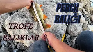 TATLI SU LEVREĞİ PERCH AVI TROFE BALIKLAR
