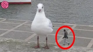 5 Pictures You Have To Look at Twice