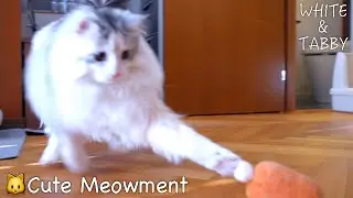 Fluffy cats seem to like meat toys. | Cute Moment | 10 months old Fluffy & Cute Kitten