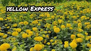 yellow express 🌱.                                     Jagan nursery shoolagiri ph;9566822789
