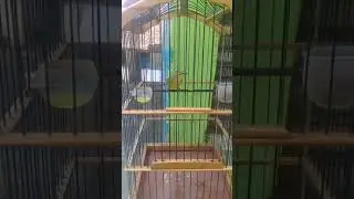 OMYOKAN PLECI LANGSUNG NEMBAK MATERI   pleman rumahan garut