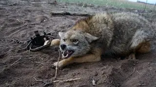 How toTRAP Coyotes! (Location and Setting Tips)