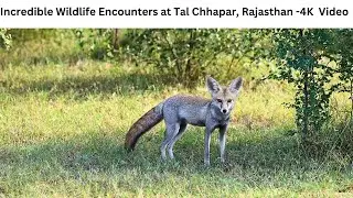 Indian Desert Fox & Jackal with kill at Tal Chhapar |  Migratory Raptors, Cranes & other Birds