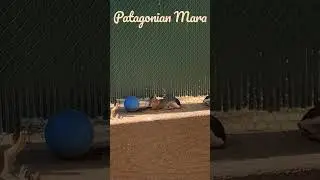 Patagonian Mara large rodent 🐹#shorts #mara #zooanimals #rodents #rodent #animalvideos #animals