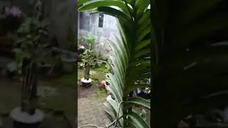 anggrek vanda mokara
