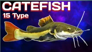 15 Type Of Catfish, Rare and Common A to Z Catfish