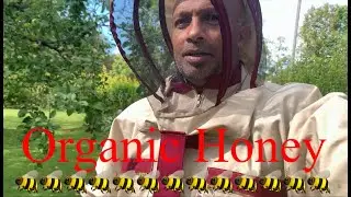 FROM HIVE TO JAR: How Honey Is Made: Bites tur kur MEDUS