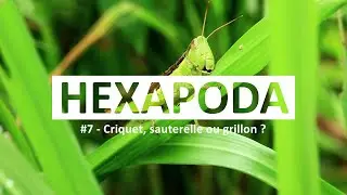 HEXAPODA #7 - Criquet, sauterelle ou grillon ? ⭐️