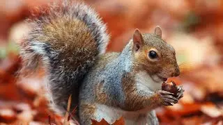 Air Rifle Hunting, Autumn Grey Squirrels