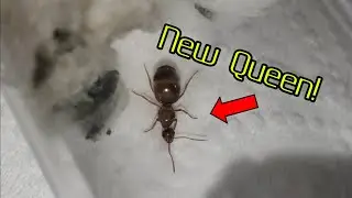 I Caught New Queen Winter Ants