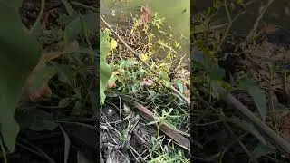 Village people catch fish with hook from the pond! 🪝🐟🔥