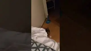 Mina is een beetje rusteloos