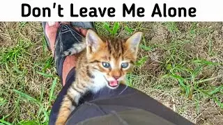 Little Street Kitten looking for Its Mama, Finding Care and Comfort 🐱💖🐾