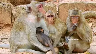 Update Monkey Jane family without Tarzana, Janna monkey situation after got attacked by wild monkey