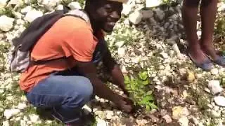 Reforestation in Haiti's Artibonite Valley - Raw Footage