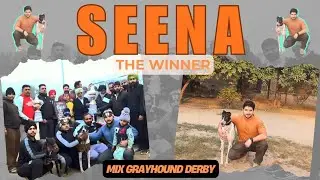  Winner 🏆 Seena (Mix Greyhound) Derby 🦮🏁