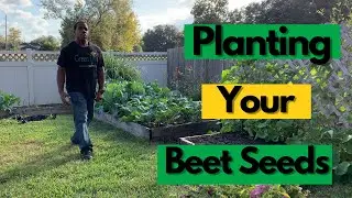 How to Plant Your Beet Seeds