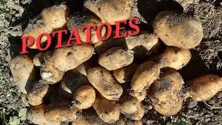 HARVESTING MY BIG POTATOES 2024