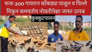 फक्त 200 गावरान कोंबड्या पाळून व पिल्ले विकून कमवतोय नोकरीपेक्षा जास्त उत्पन्न/कोंबडी पालन कसे करावे