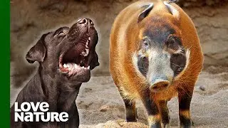 Bushpig Rescued After Dog Attack | Malawi Wildlife Rescue