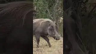 did you know wild boar technic ?