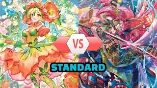 Claudine Vs. Shojodoji | Standard [August Casual 2025]