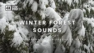 Tranquil Winter Creek Soundscape for Relaxation | 8 Hours of Snow Falling | Ambient Sound