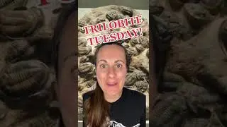 Let's celebrate Trilobite Tuesday! - pt 1 #paleontology #trilobite