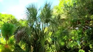 Pine Rocklands, OV-318-2