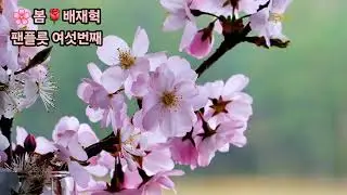 #봄 #배재혁 #팬플릇 #독학 #여섯번째