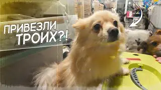 Три мамочки от разведенцев... Одна пыталась сбежать несколько раз
