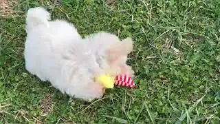 Havanese Puppy Playing   SD 480p