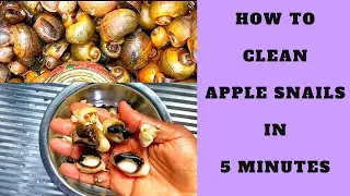 Quick & Easy Apple Snail Tutorial | How To Clean Snails | Step By Step Tutorial