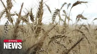 Price of wheat jumps following India's temporary export ban