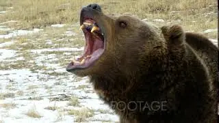 A Grizzly Bear Growling And Snarling