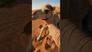 You Saved Them &mdash; Animal Rescue