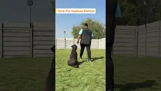 Advanced Obedience: Duration & Distance Mastery