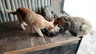 Si munel gak mau di ganggu makan harus sendirian