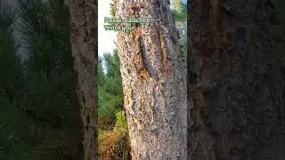 Why Are These Trees Bleeding? The Fascinating Mystery of Oozing Sap
