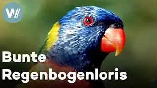 Regenbogenloris: Farbenprächtige Papageien fressen mit ihrer spezialisierten Zunge Nektar und Pollen