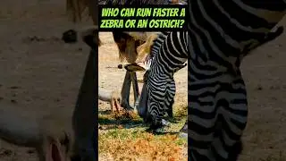 Who is #Fastest - #Ostrich #Versus #Zebra