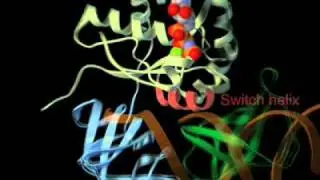 Bacterial elongation factor EF-Tu