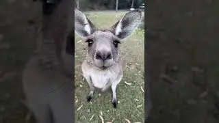 Cute kangaroo
