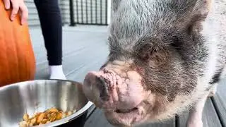 Hamlet the Mini Pig: Pumpkin Carving 2025