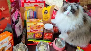 Merry Kitty Christmas!
