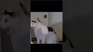 Gato diciendo OH ? ( #2 ) #funnymemes #shortsfeed #memes #parati #gatos