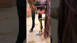Predicting my yearling&rsquo;s height! 🐴✨ Using the string test to see how tall Daphne will grow!
