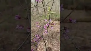 More eastern redbud, Cercis canadensis, close up.